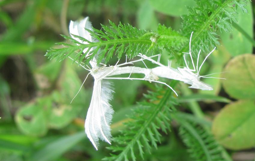 Accoppiamento di Pterophorus pentadactyla?